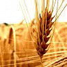 Семена озимой мягкой пшеницы сорт Танаис ЭС/РС1/РС2