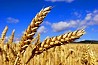 Семена озимой пшеницы сорт Алексеич ЭС