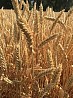 Продаю семена озимой пшеницы сорт Изюминка ЭС