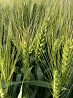 Продаю семена озимой пшеницы сорт Аксинья ЭС