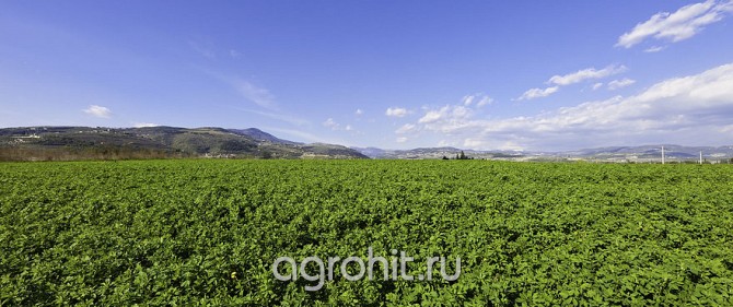Люцерна семена, люцерна сено Воронеж - изображение 1