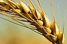 Семена озимой пшеницы Гром, Граф, Гомер, Гурт, Степь, Стиль-18