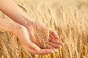 Семена озимой пшеницы среднеранний сорт Безостая-100