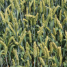 Семена озимой пшеницы Элита и репродукции